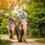 Fil Safari Turu – Pattaya