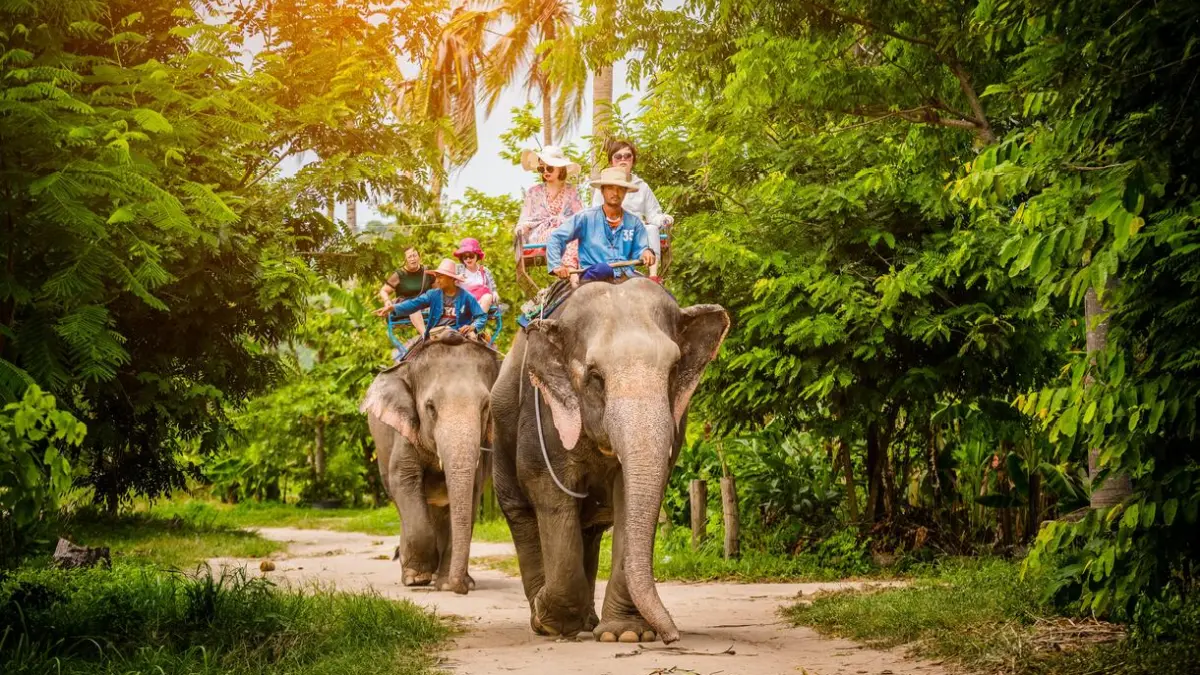 fil-safari-turu-pattaya Fil Safari Turu – Pattaya - Görsel 1