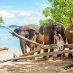 Fil Safari Turu – Phuket
